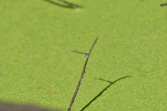 Ischnura heterosticta