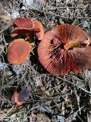 Cortinarius sanguineus