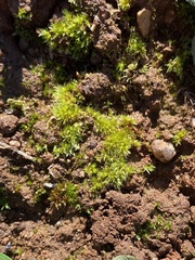 Physcomitrium serratum