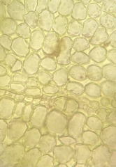 Physcomitrium serratum