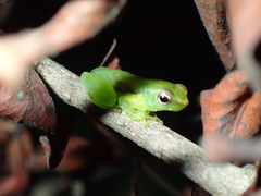 Sphaenorhynchus lacteus