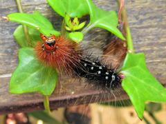 Senecio macroglossus