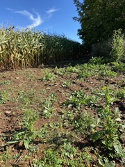 Physcomitrium serratum