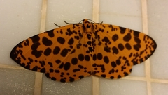 Epobeidia tigrata tigrata