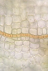 Physcomitrium immersum