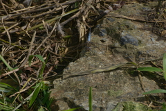 Orthetrum caledonicum