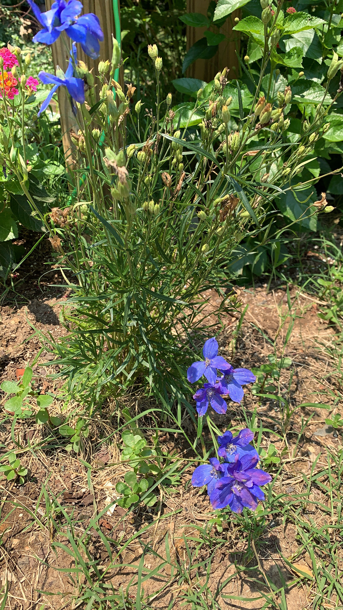 doubtful knight's-spur (Delphinium ajacis) · iNaturalist