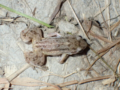 Adenomera hylaedactyla