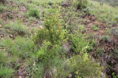 Searsia divaricata