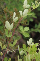 Searsia divaricata