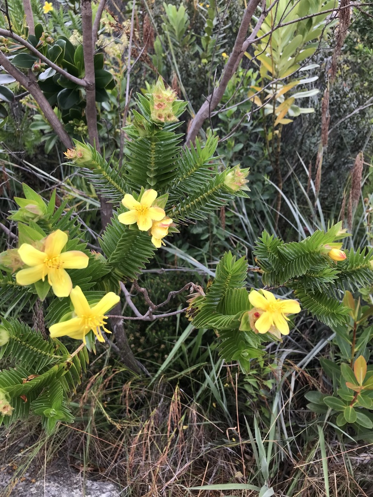Lavoisiera nervulosa