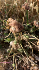 Trifolium fragiferum