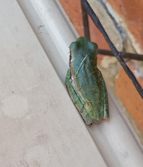 Boana pulchella