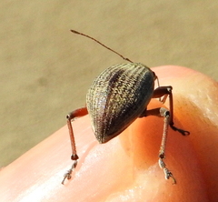 Sciobius