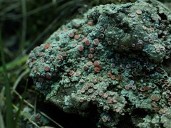 Placopsis rhodophthalma