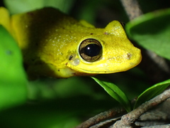 Scinax ruber