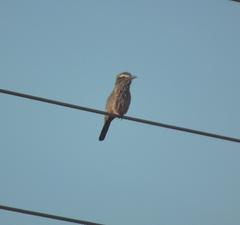 Coracias naevius mosambicus