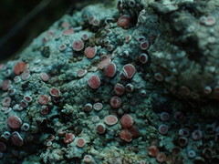 Placopsis rhodophthalma