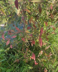 Media resource of Bidens connata