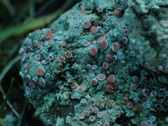 Placopsis rhodophthalma