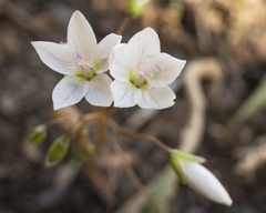 Claytonia