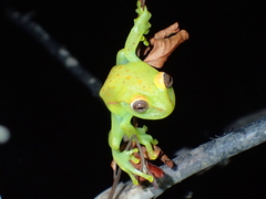 Boana punctata