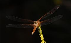 Trithemis pluvialis