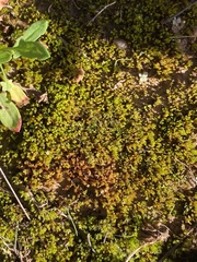 Bryum dichotomum