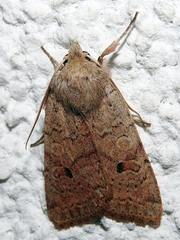 Agrochola laevis