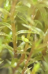 Bryum dichotomum