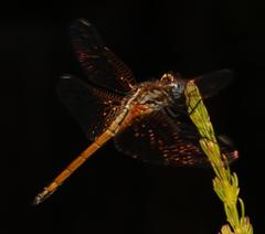 Trithemis pluvialis
