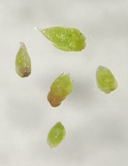 Bryum dichotomum