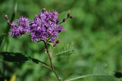Vernonia flaccidifolia