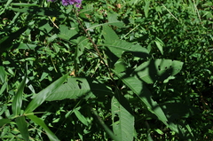 Vernonia flaccidifolia