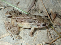 Adenomera hylaedactyla