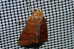 Agrochola nitida