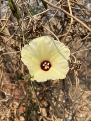 Distimake kentrocaulos