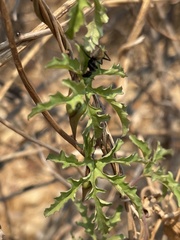 Distimake kentrocaulos