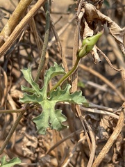 Distimake kentrocaulos