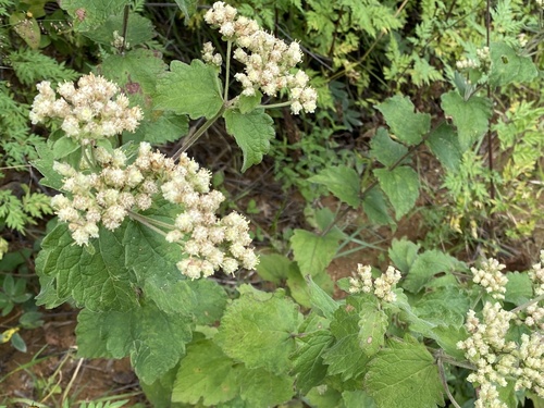 Calea ternifolia, photograph 3