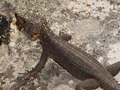 Hemicordylus capensis