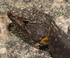 Hemicordylus capensis