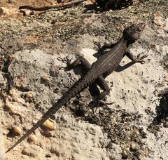 Hemicordylus capensis