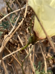 Distimake kentrocaulos