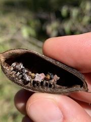 Trichapion rostrum