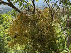 Phoradendron carneum