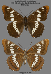 Limenitis lorquini ilgae