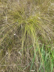 Carex prairea