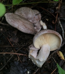 Lactarius circellatus