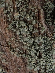 Hypocenomyce scalaris